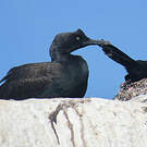 Cormoran des bancs