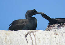 Cormoran des bancs