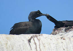 Cormoran des bancs