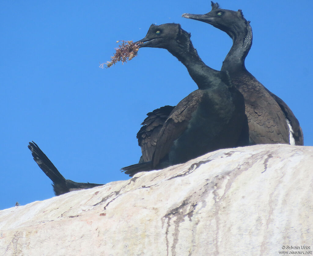 Cormoran des bancsadulte nuptial