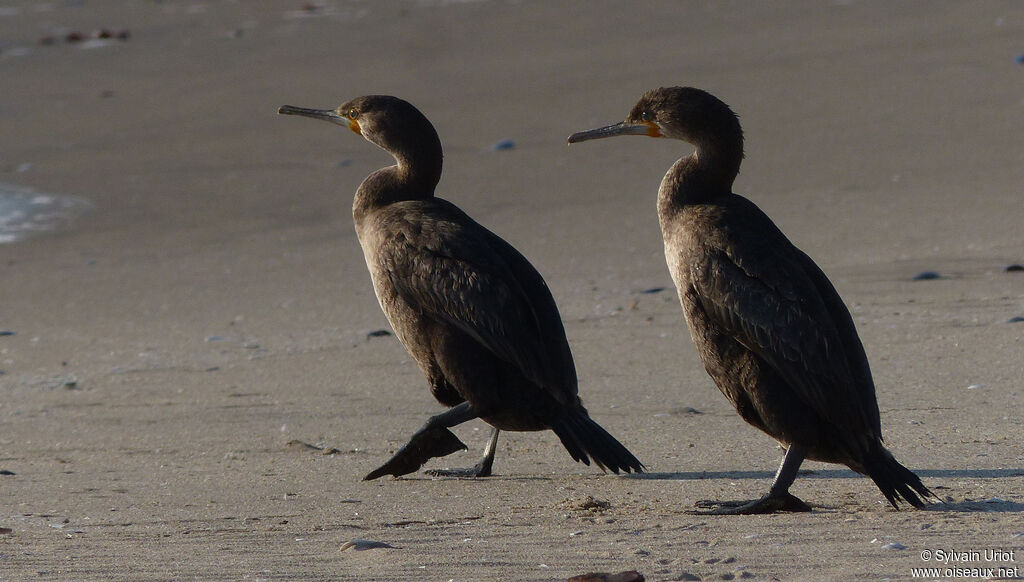 Cormoran du Cap