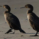 Cormoran du Cap