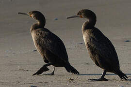 Cape Cormorant