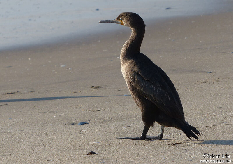 Cape Cormorant