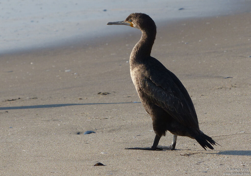 Cormoran du Cap