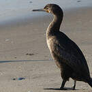 Cormoran du Cap