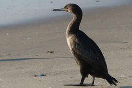 Cape Cormorant