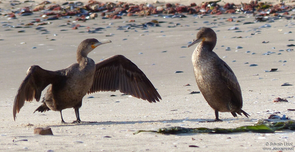 Cape Cormorantimmature