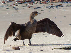 Cape Cormorant