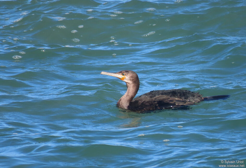 Cormoran du Capimmature