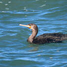 Cormoran du Cap