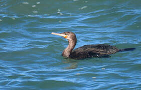 Cape Cormorant