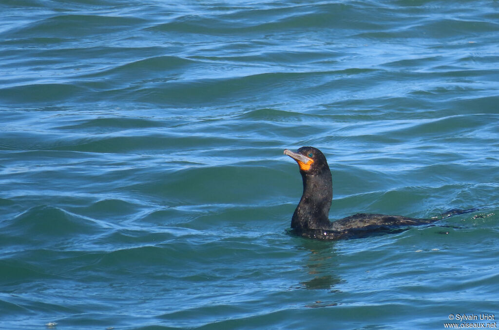 Cormoran du Capadulte internuptial