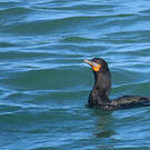 Cormoran du Cap