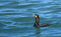 Cormoran du Cap