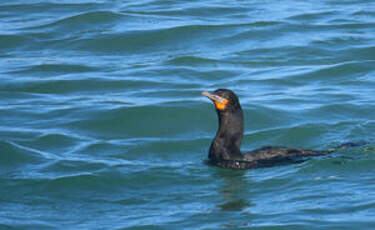 Cormoran du Cap