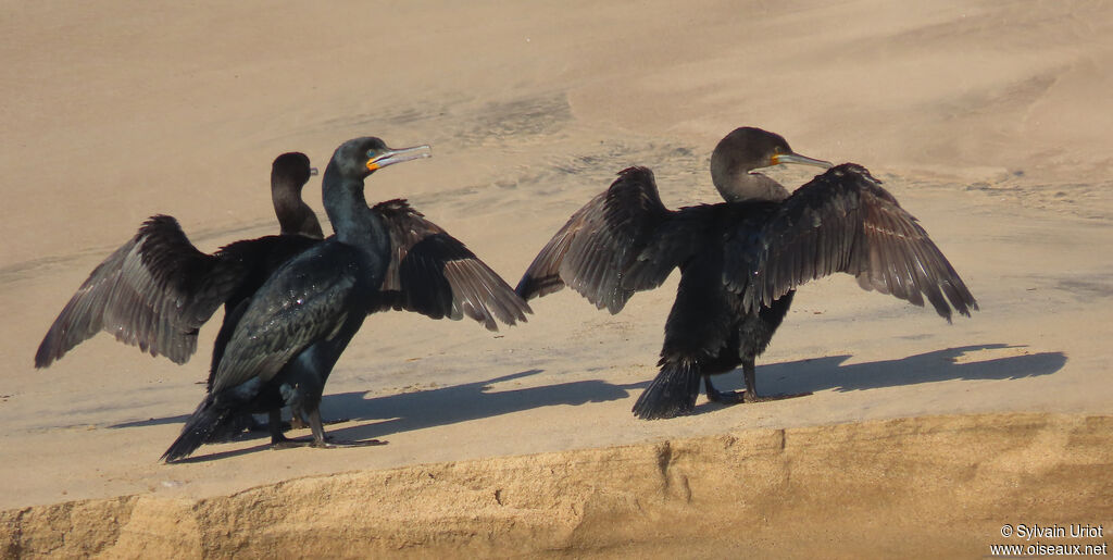 Cormoran du Cap