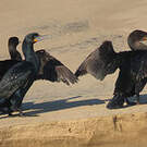 Cormoran du Cap