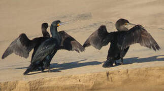 Cape Cormorant