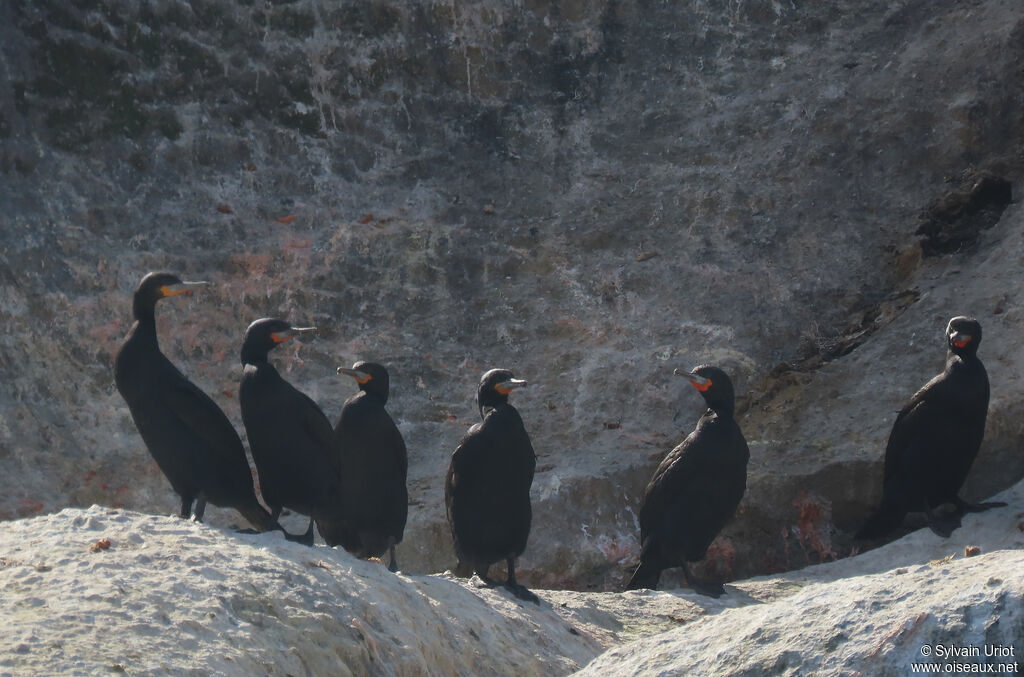 Cormoran du Capadulte