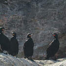 Cormoran du Cap