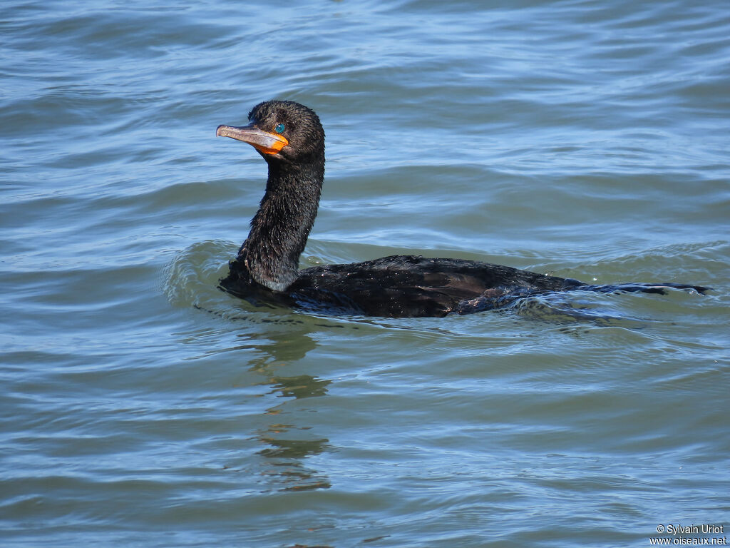 Cormoran du Capadulte internuptial