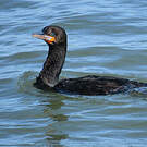 Cormoran du Cap