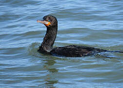 Cape Cormorant