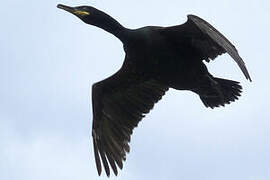 European Shag