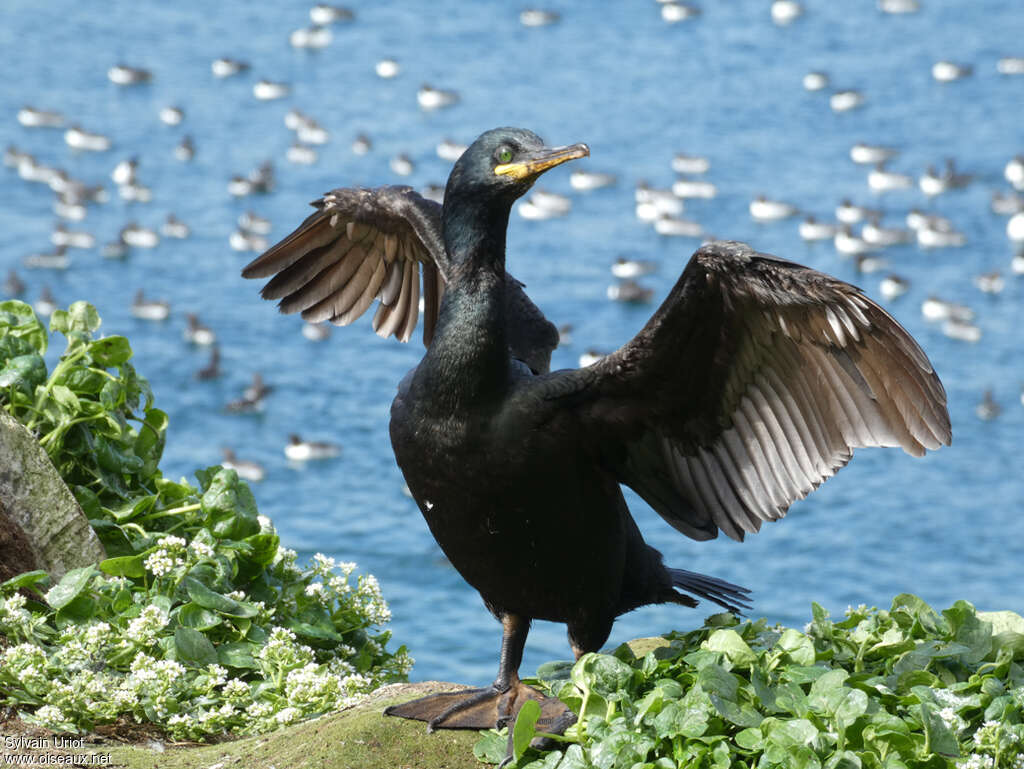 Cormoran huppéadulte, habitat, Comportement