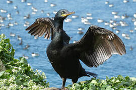 European Shag