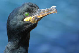 European Shag