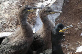 European Shag