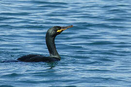 European Shag