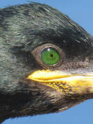 European Shag