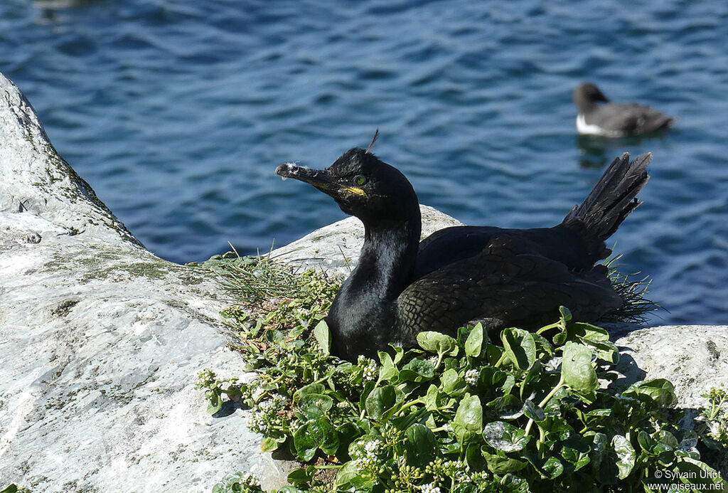 Cormoran huppéadulte