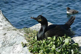 European Shag