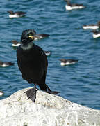 European Shag