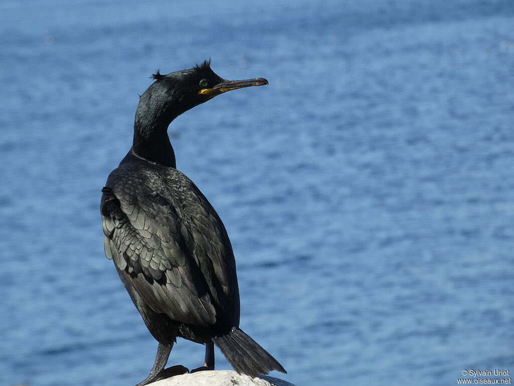 European Shagadult