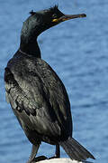 European Shag