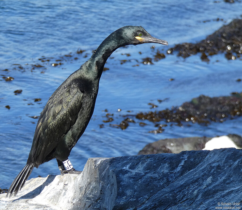 European Shag