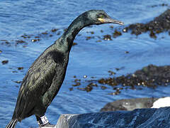 European Shag