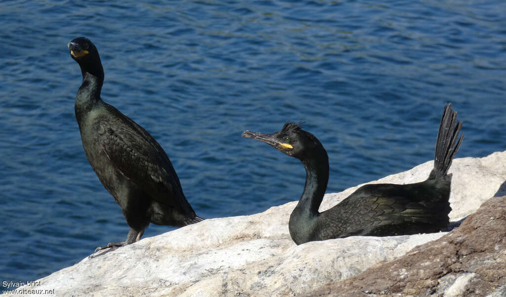 European Shagadult breeding, Behaviour