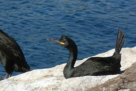 European Shag