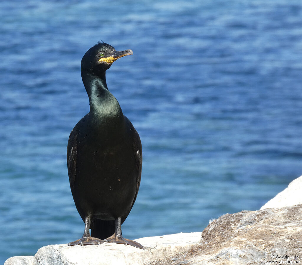 Cormoran huppéadulte