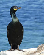 European Shag