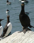 European Shag