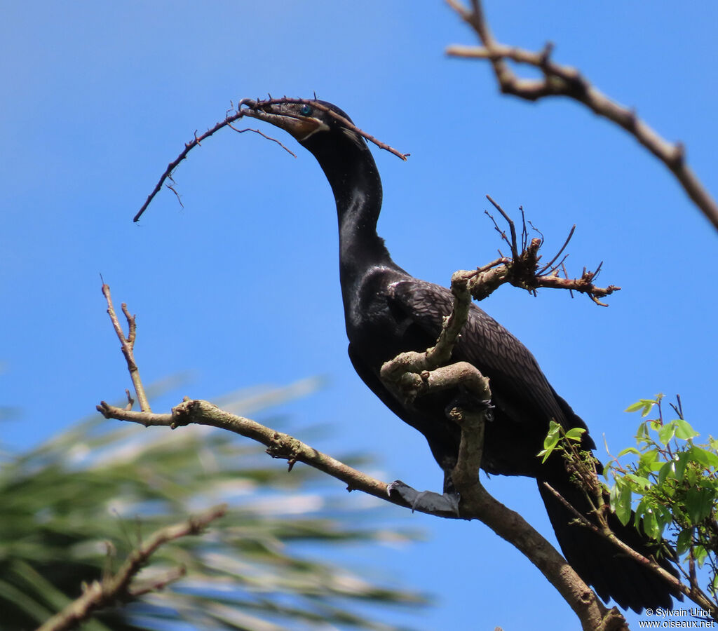 Cormoran viguaadulte, Nidification