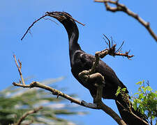 Neotropic Cormorant