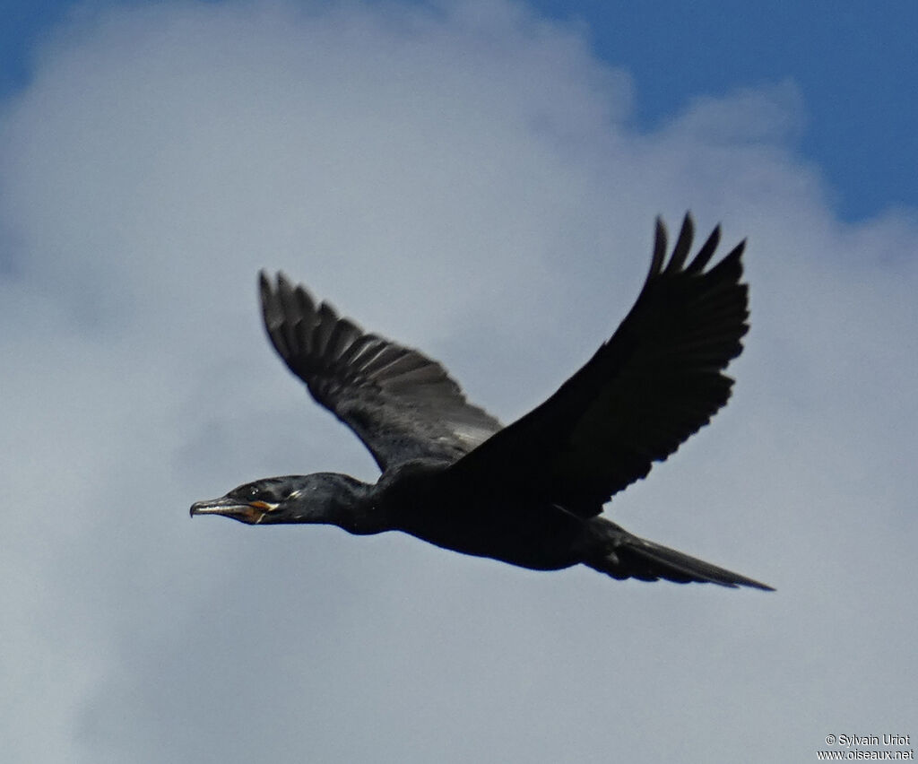 Cormoran viguaadulte